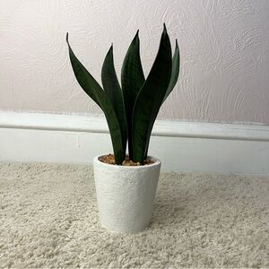 Green Snake Plant in White Pot